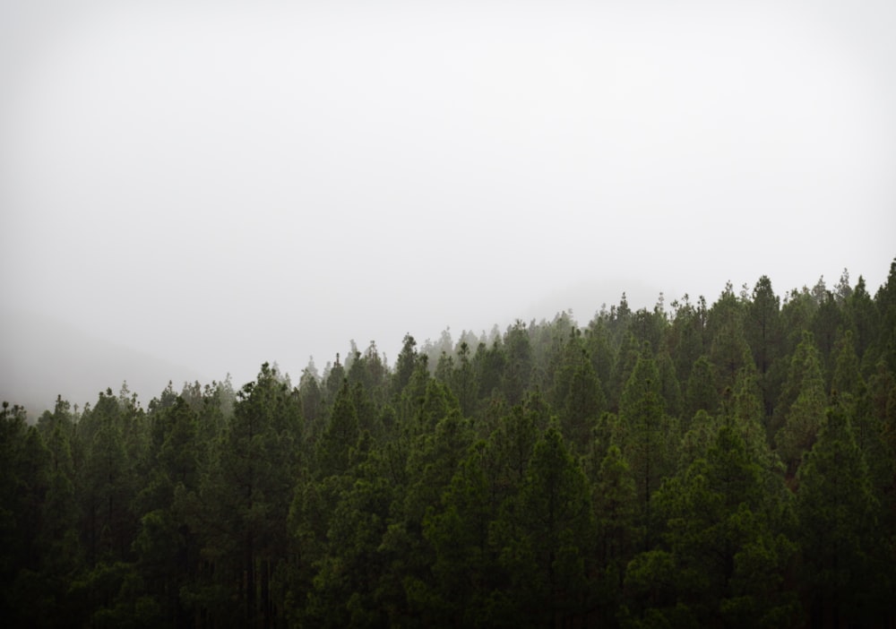 aerial photography of pine trees under white sky