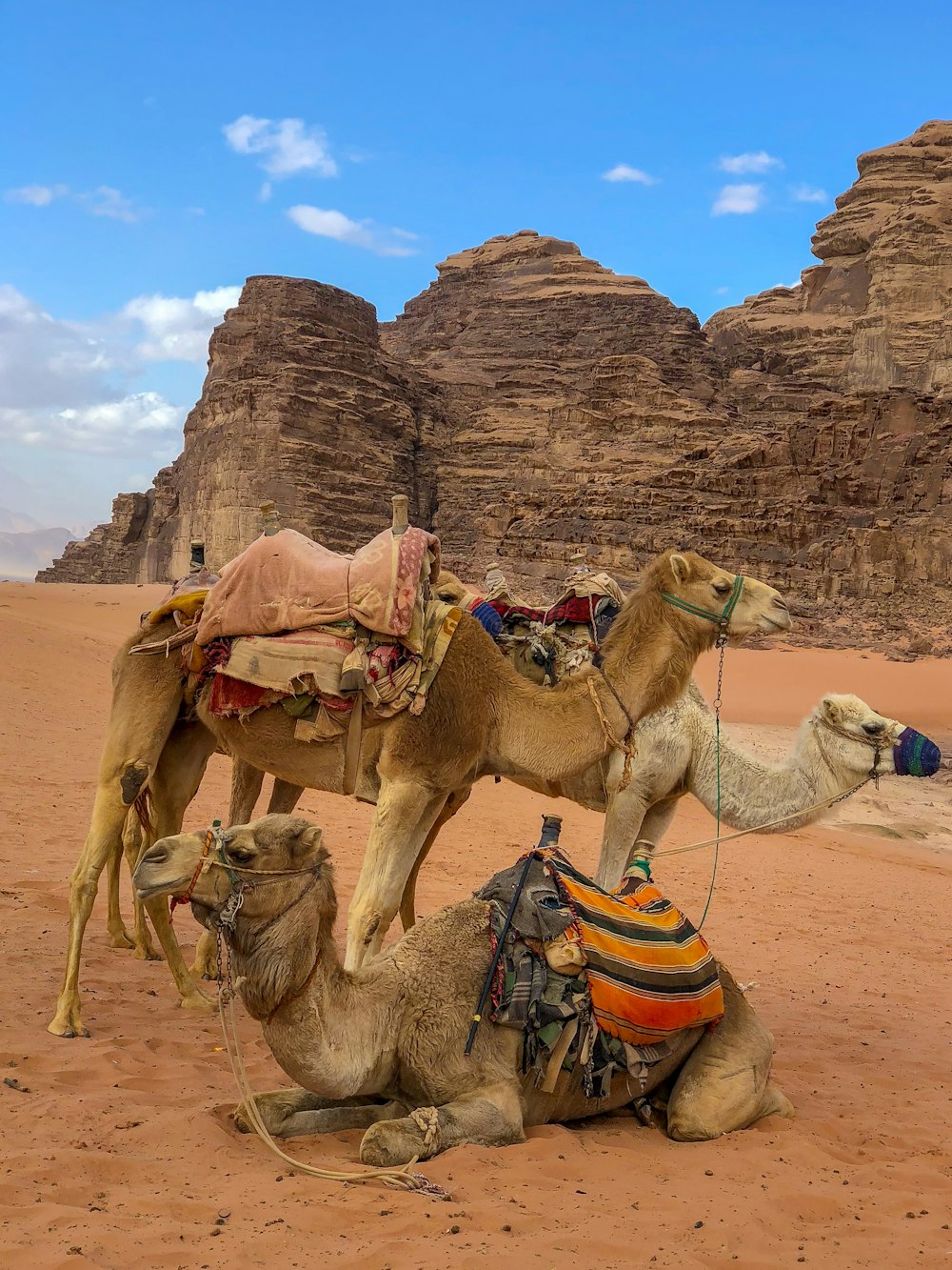 three camels in desert