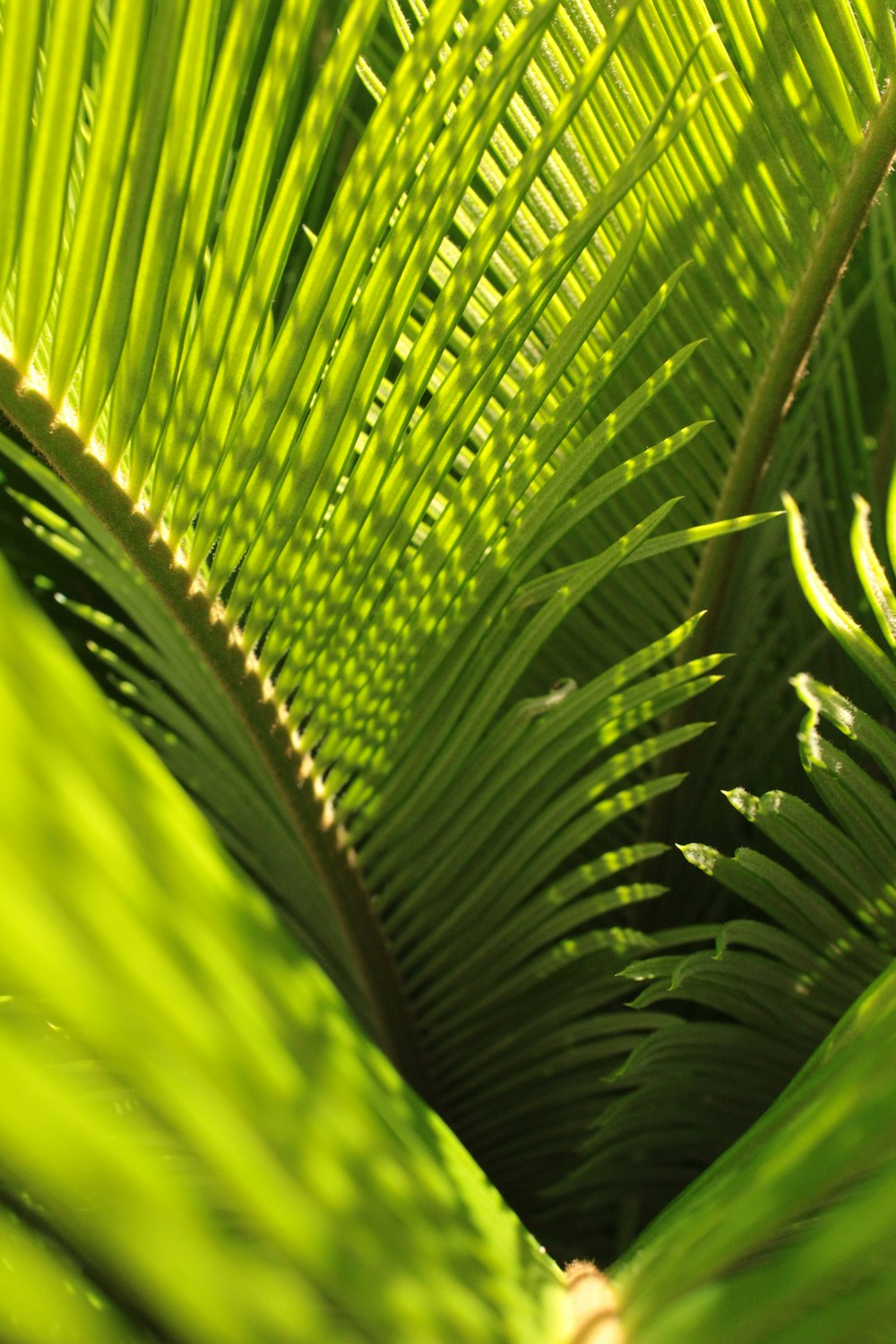 green coconut tree leaves