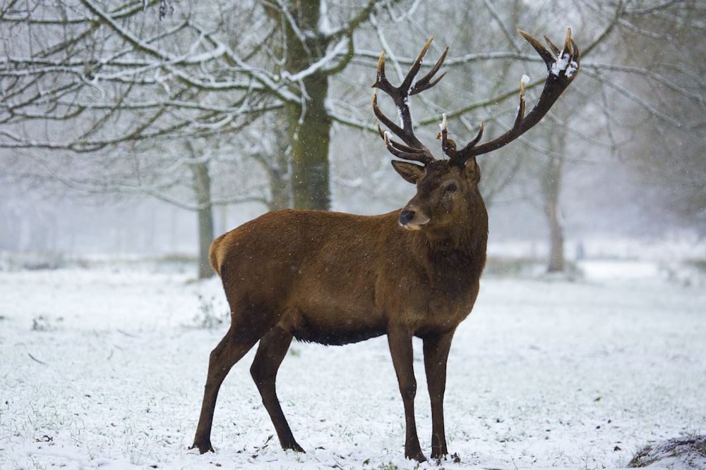 selective focus photography of brown deer during daytime