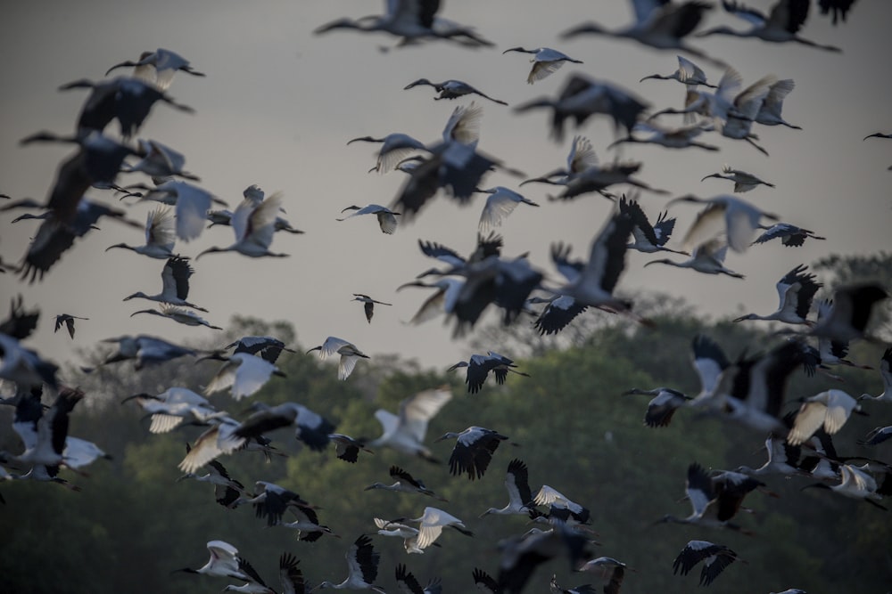 flock of white storks flying during daytime