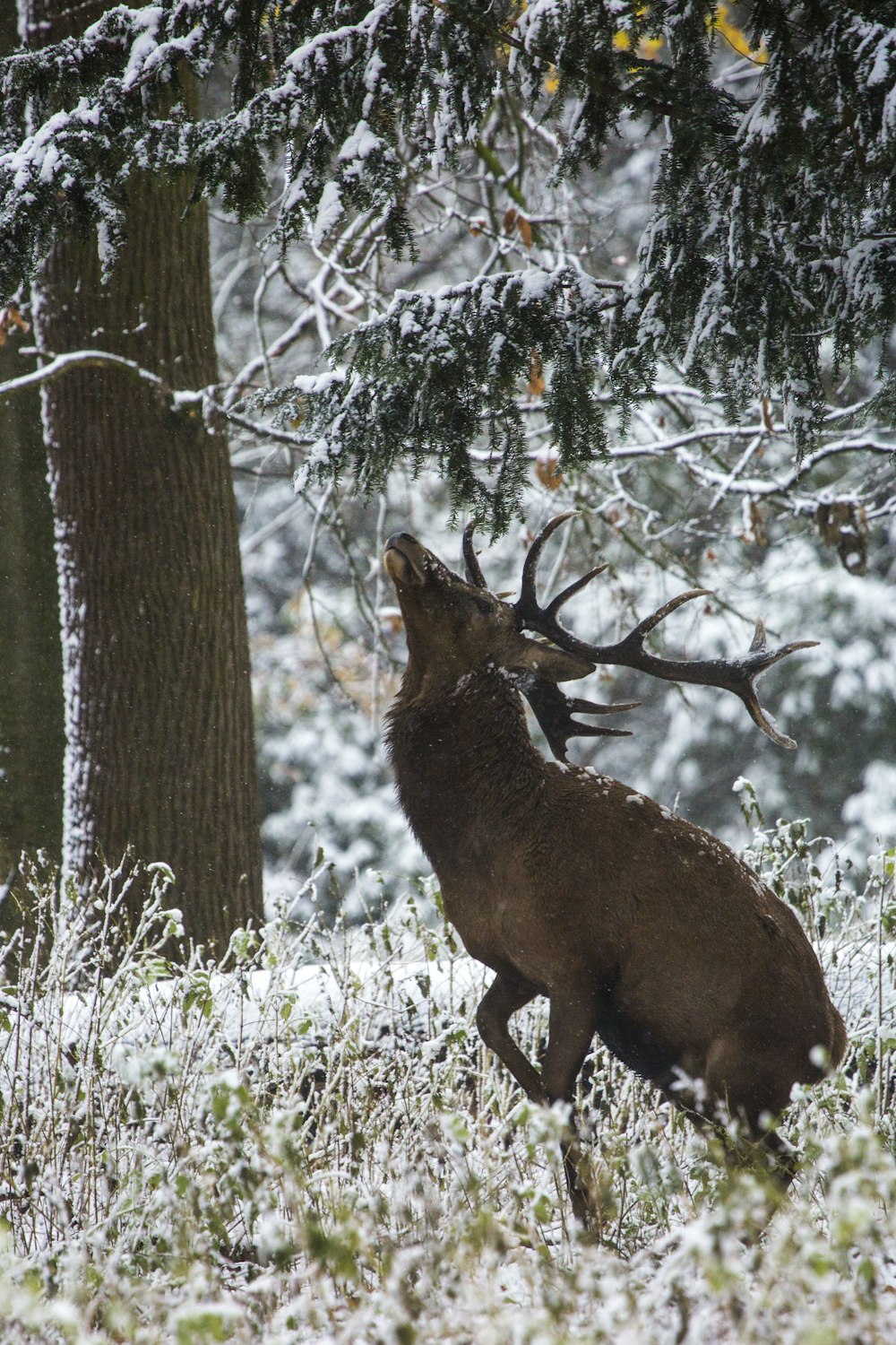 black deer standing near tree during daytime