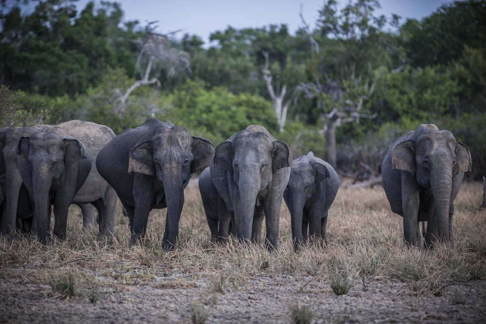 herd of elephants on green grass