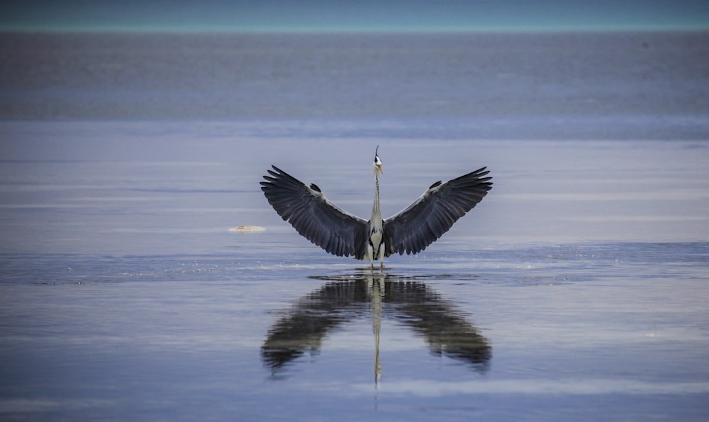 heron bird on water