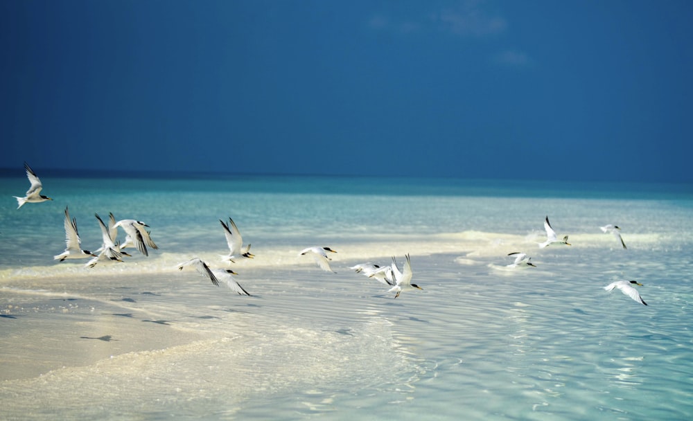 flock of terns flying above shore during daytime