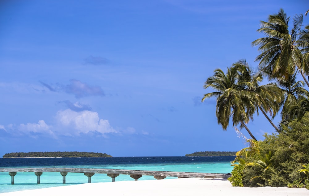 green palm trees on sand beach