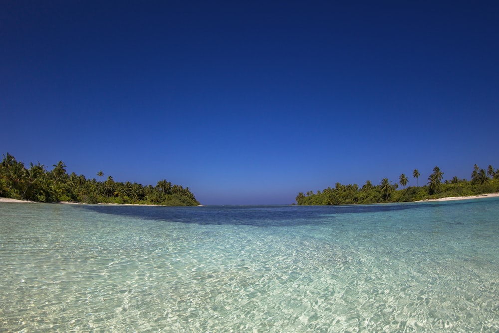 calm ocean overlooking trees at daytime