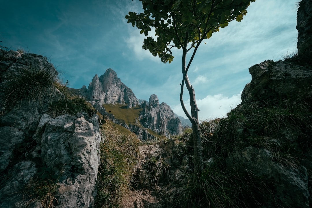 landscape photography of gray mountains and green plants