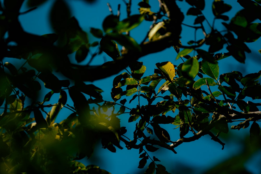 green trees under blue sky