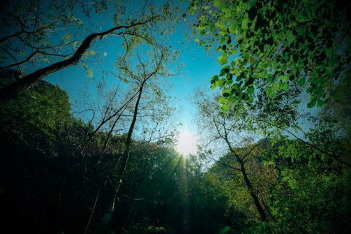 Sunlight filtering through dense canopy over a vibrant tropical forest research site.