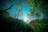 Sunlight filtering through dense forest trees with a glimpse of Rio’s skyline in the distance.