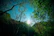 Sunlight filtering through dense forest trees with a glimpse of Rio’s skyline in the distance.