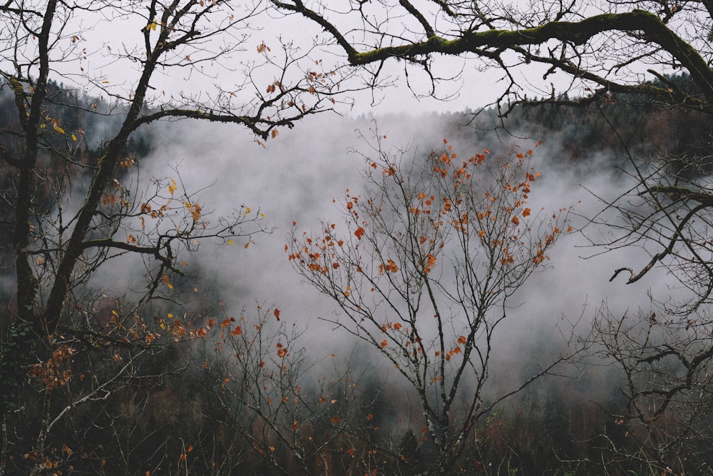 bare trees and smoke during daytime