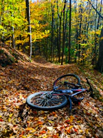 A gravel bike crossing a rugged forest trail under golden autumn light.