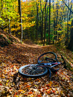 A gravel bike crossing a rugged forest trail under golden autumn light.