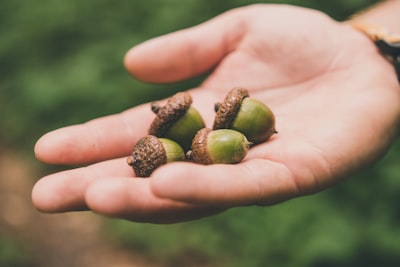 four green walnuts on right palm acorn teams background