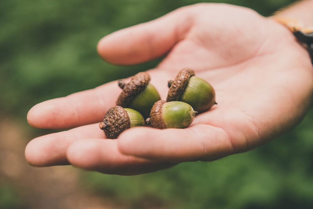 four green walnuts on right palm