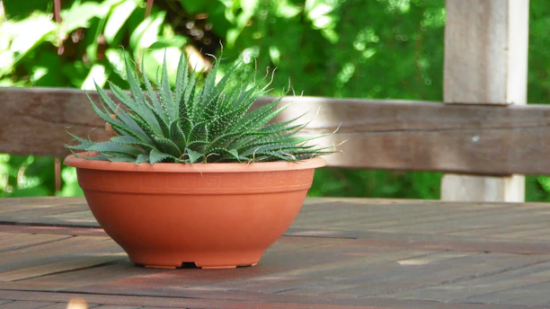 Close-up of a vibrant green succulent in a rustic terracotta pot on a wooden table.