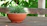 Close-up of a vibrant green succulent in a rustic terracotta pot on a wooden table.