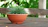 Close-up of a vibrant green succulent in a rustic terracotta pot on a wooden table.