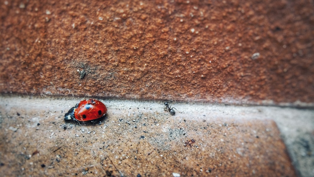 red and black lady bug