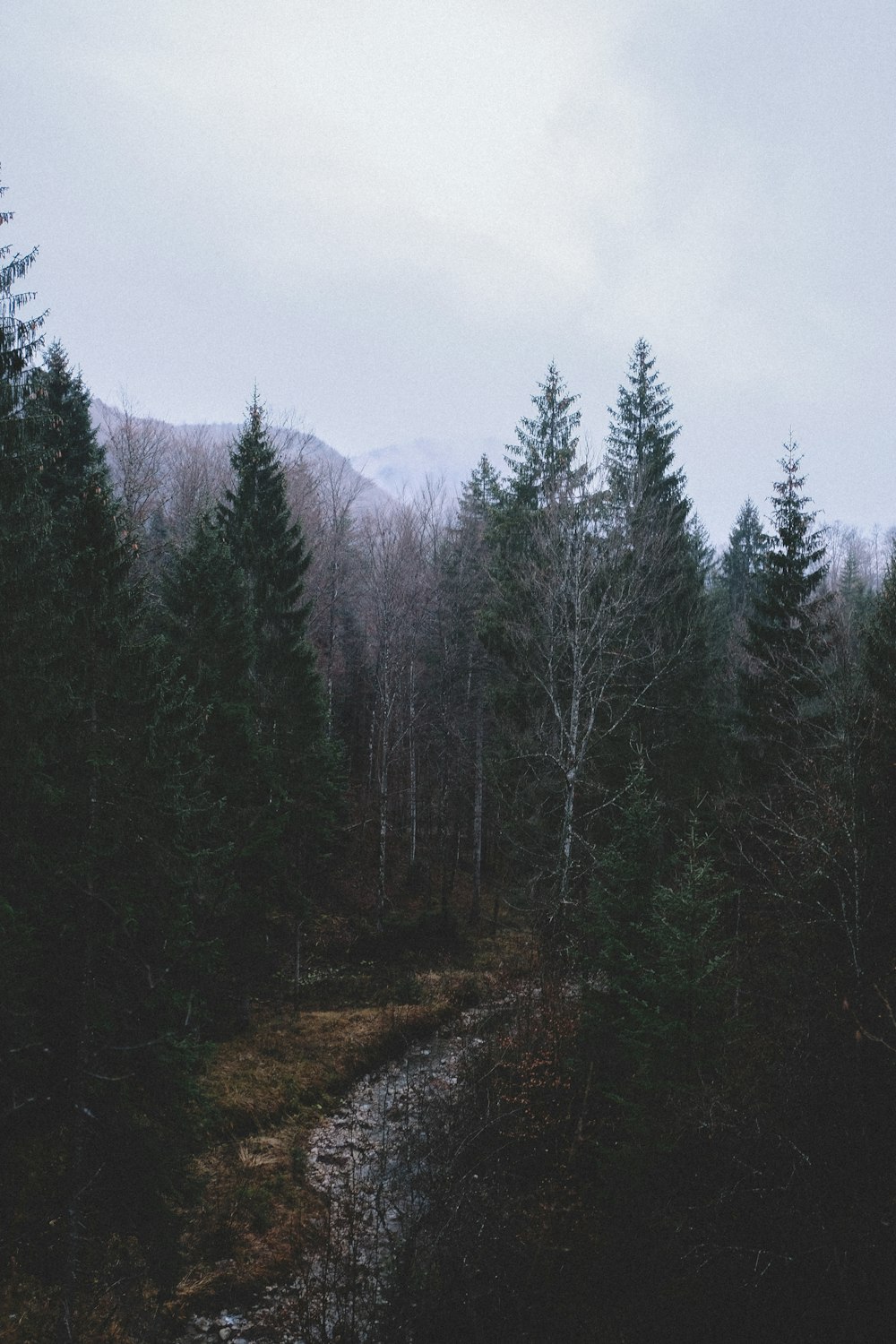 pine trees under gray sky