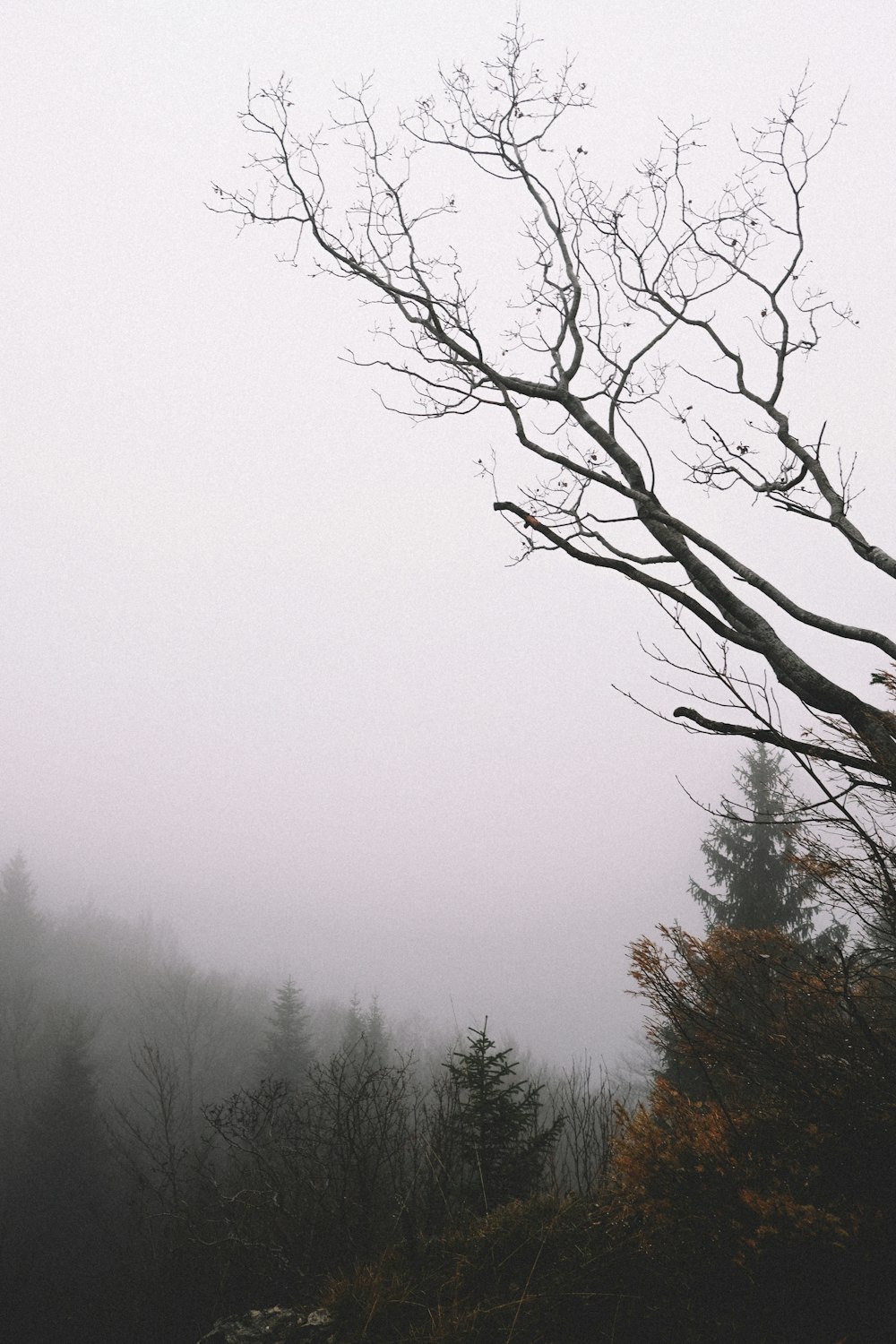 bare tree by trees during foggy weather