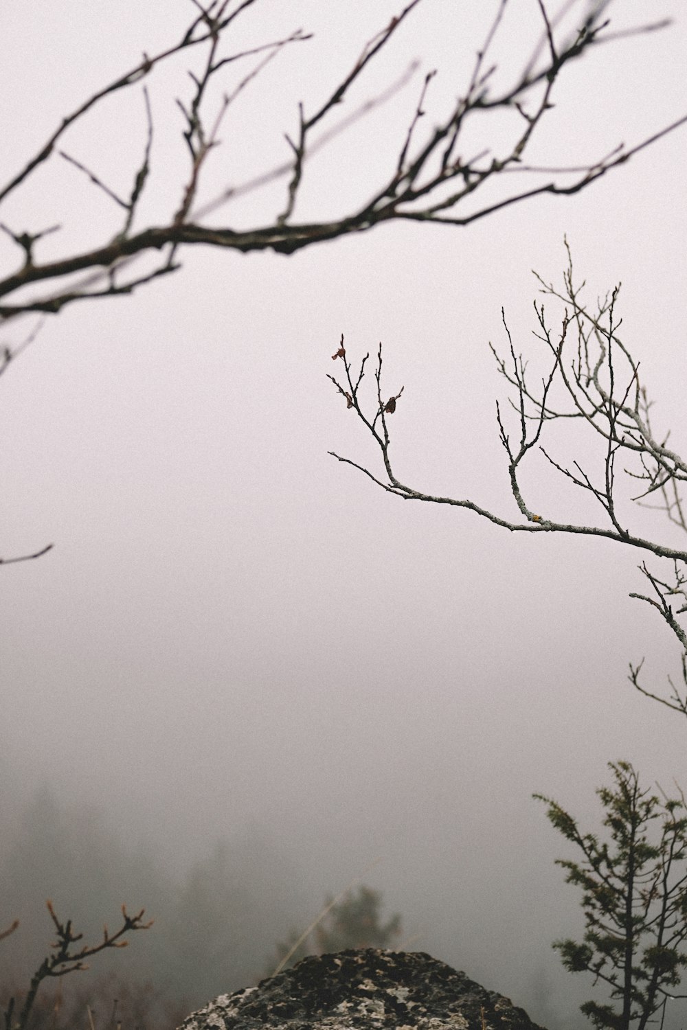 bare trees view