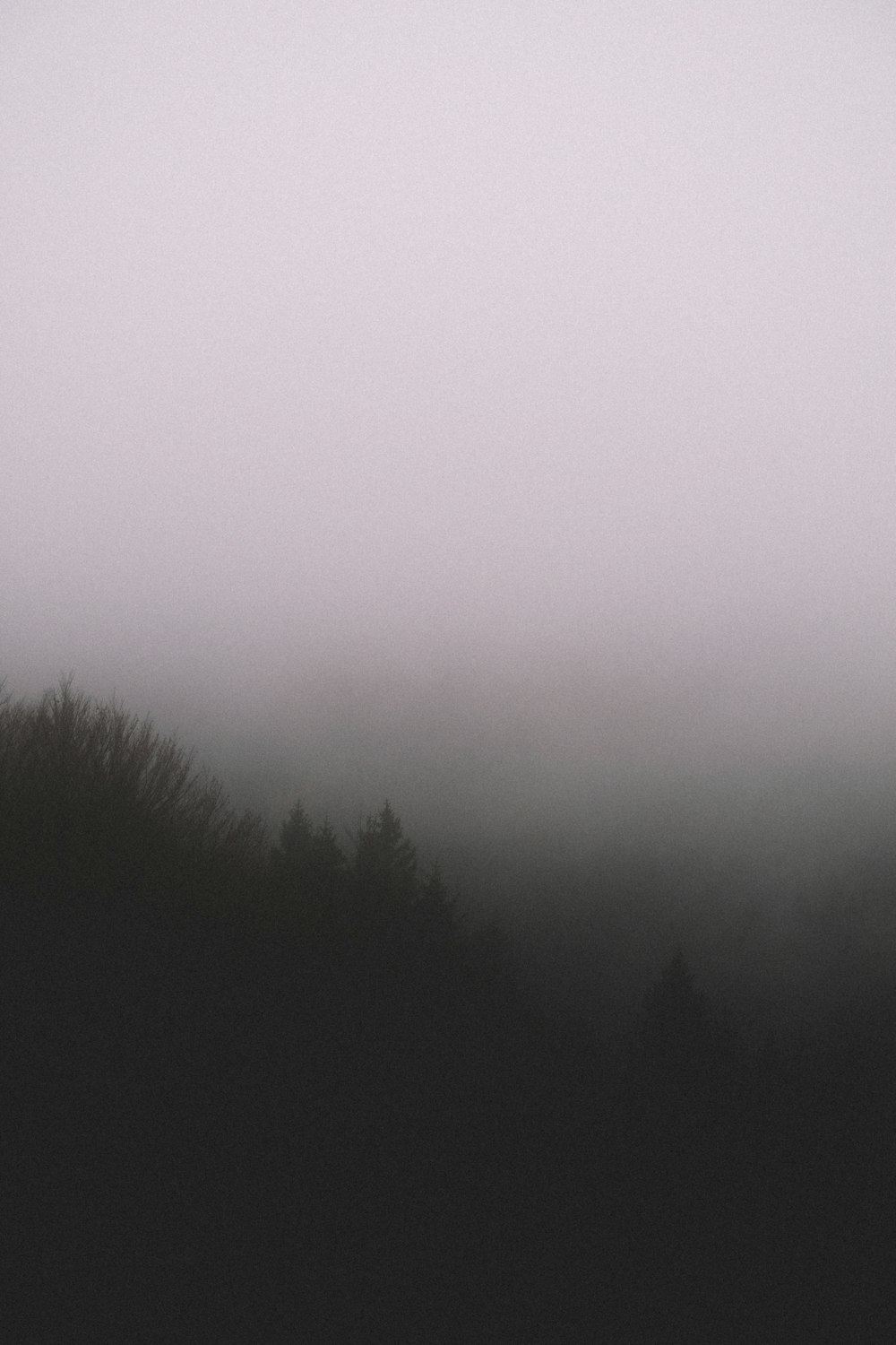 silhouette of trees with fog