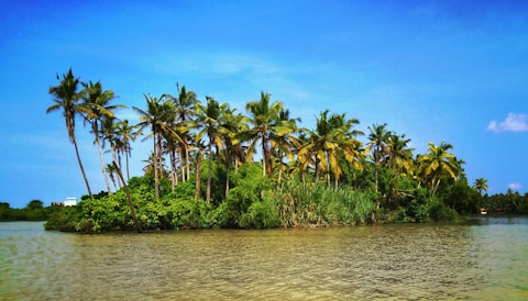 coconut trees in small islet at daytime