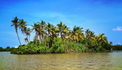 coconut trees in small islet at daytime