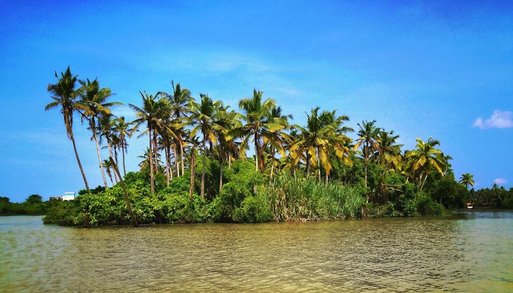 coconut trees in small islet at daytime