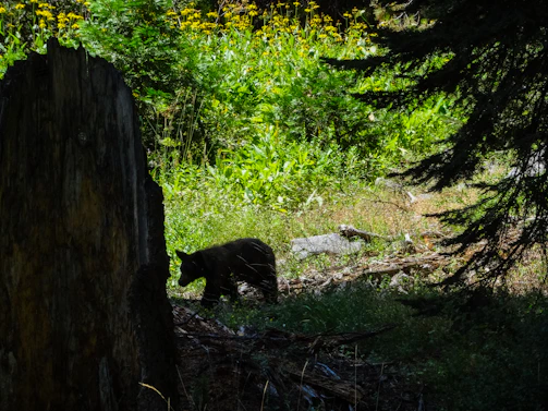 An Andean bear gently walking through a misty cloud forest at dawn.