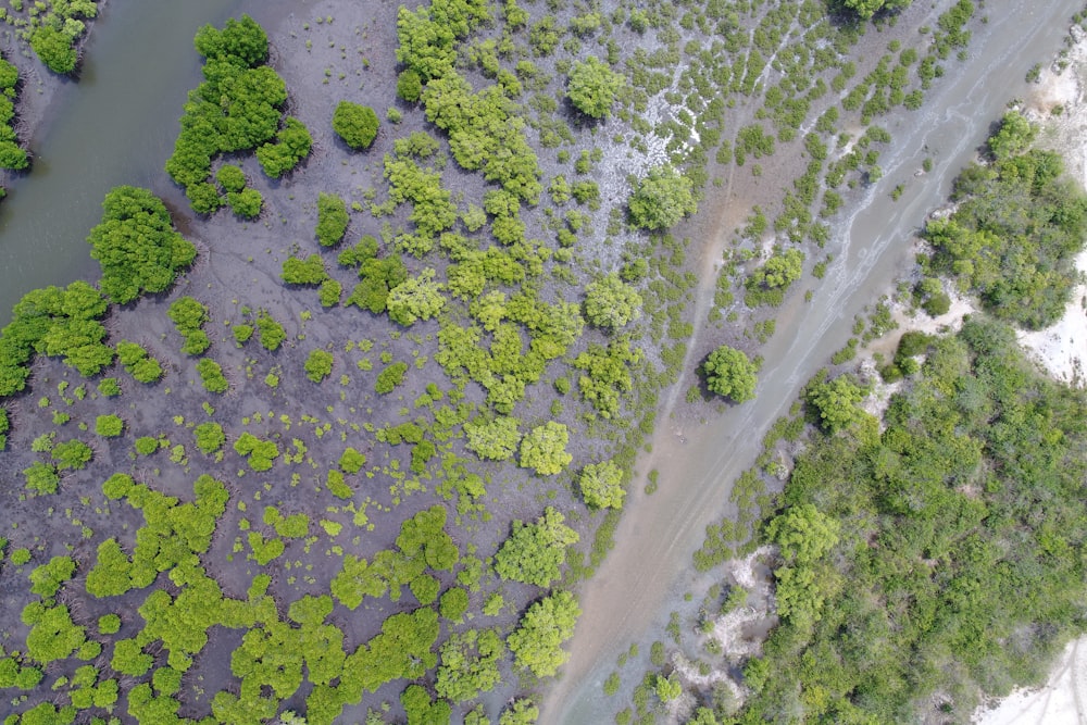 aerial view photography of trees near lake