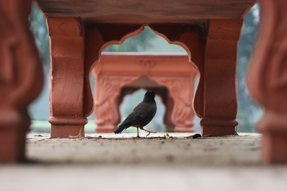 bird under bench during daytime