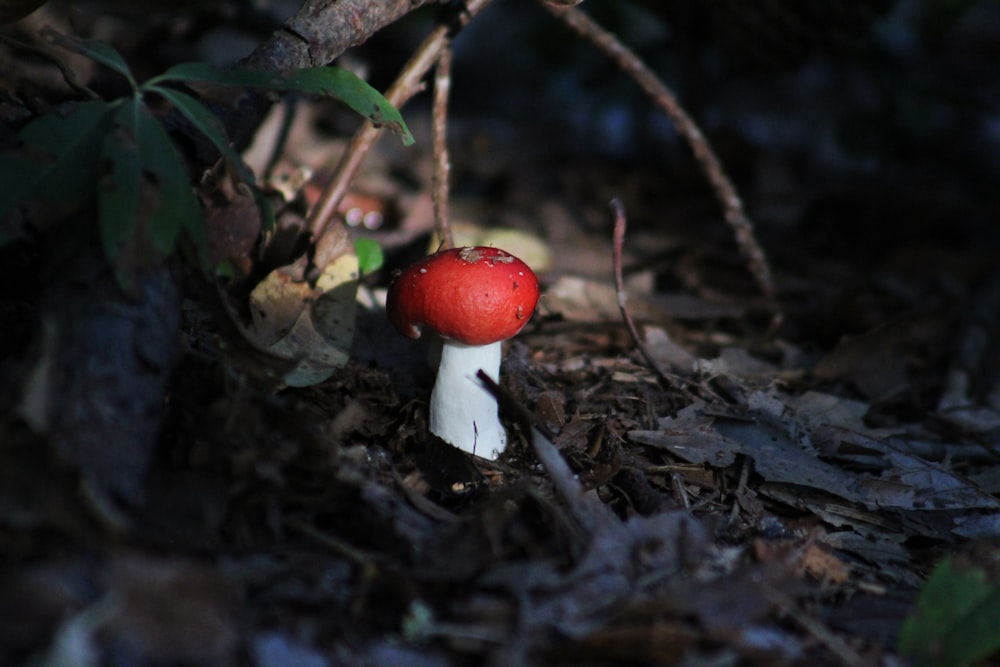 red and white toadstool