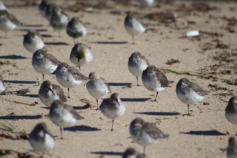 flock of gray birds on selective focus photography