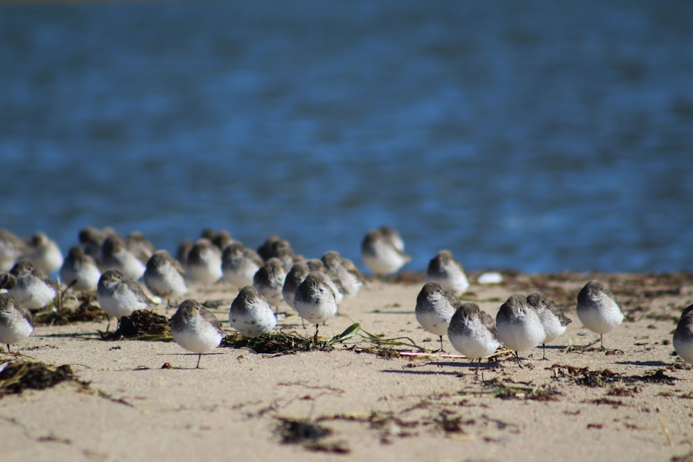 white and gray birds by the beach on daytime
