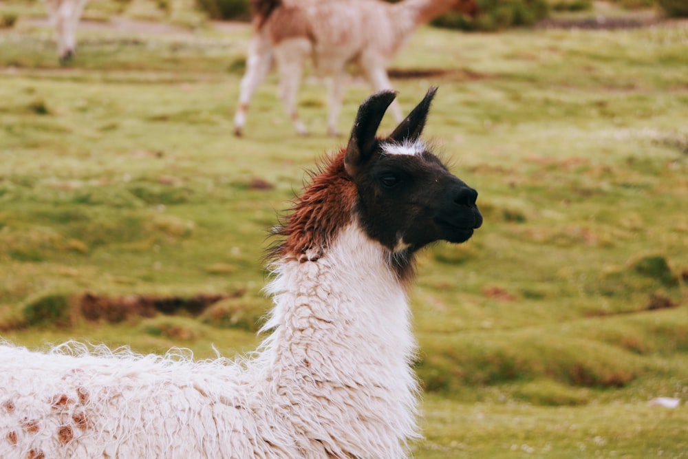 white and brown Llamas on grass field