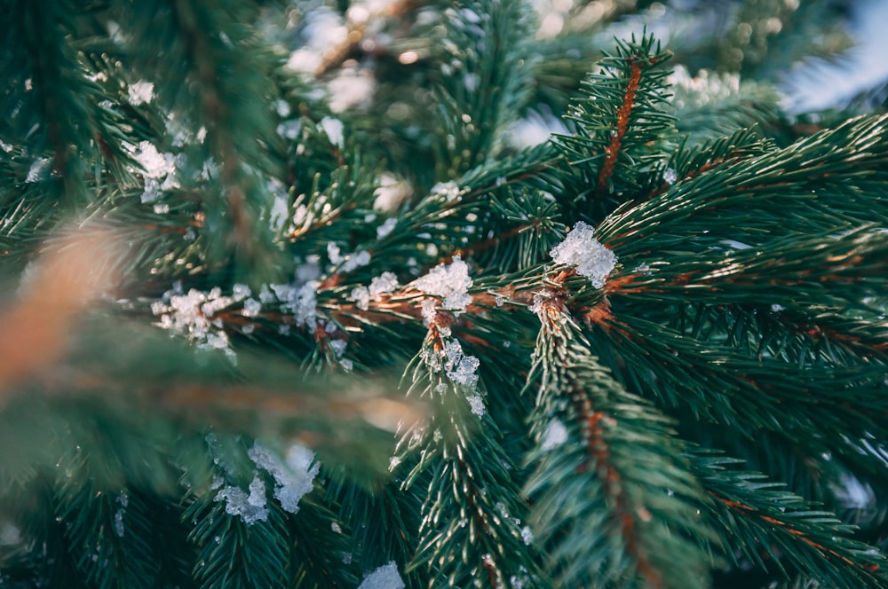 snow on green pine tree pineneedles