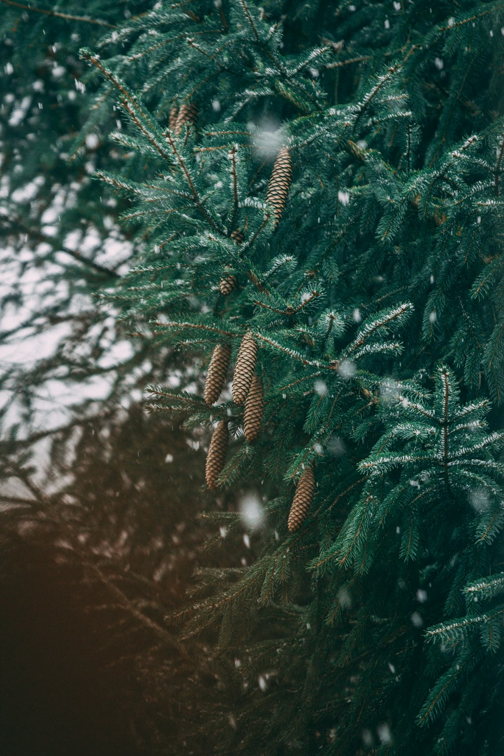 green-leafed tree