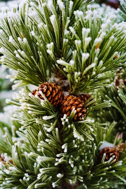 A close-up of lush green pine branches dusted with snow, ready for holiday decorating.