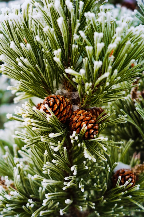 A close-up of lush green pine branches dusted with snow, ready for holiday decorating.