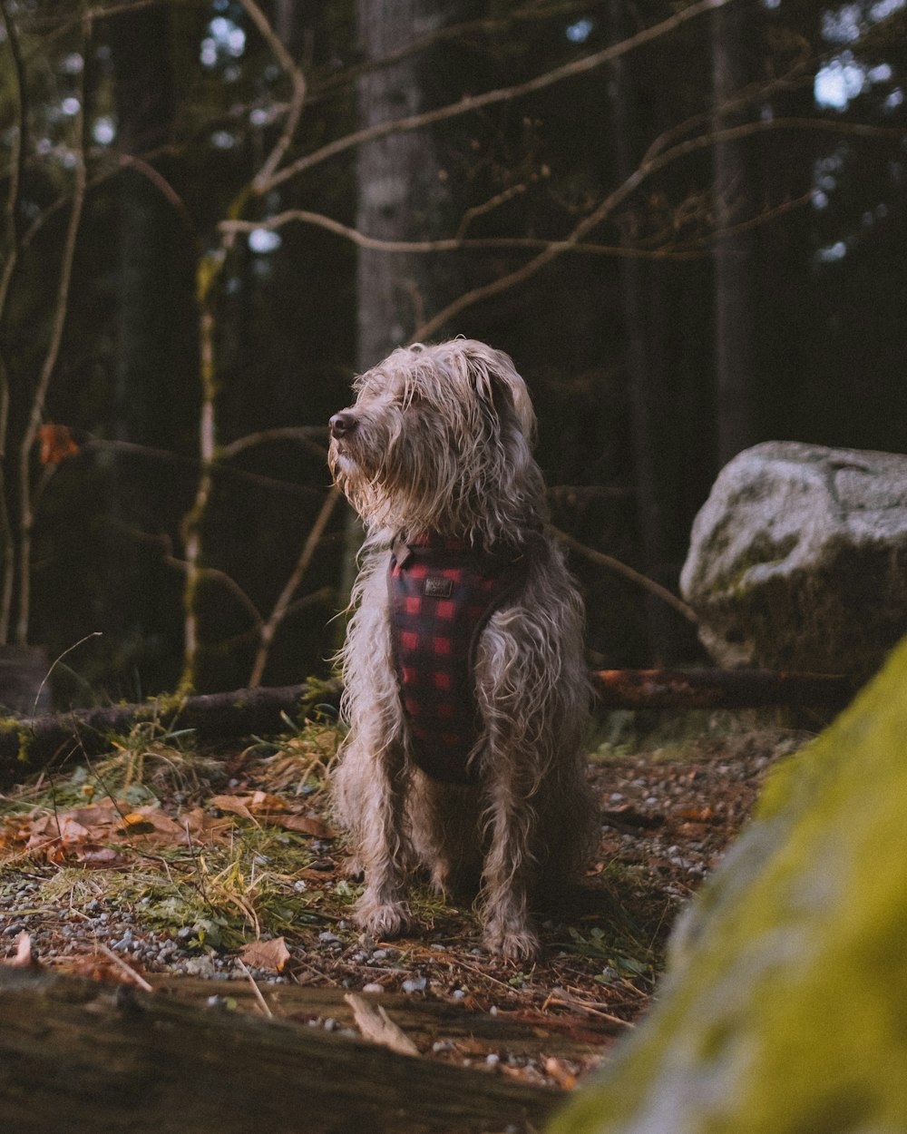 dog resting on brown soil