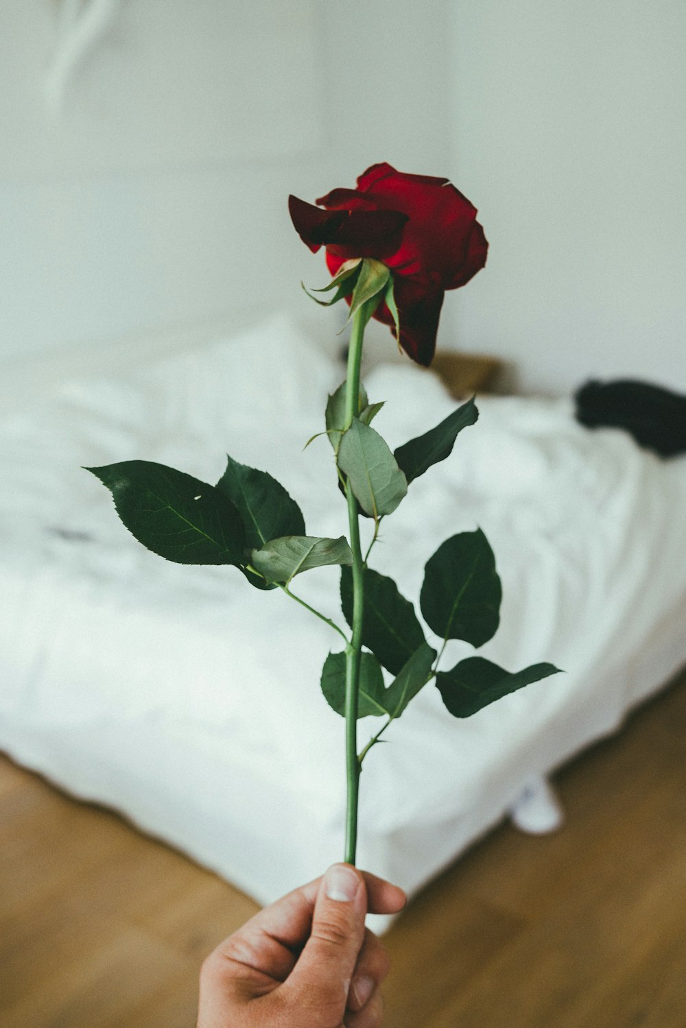 persona che tiene il fiore della rosa rossa