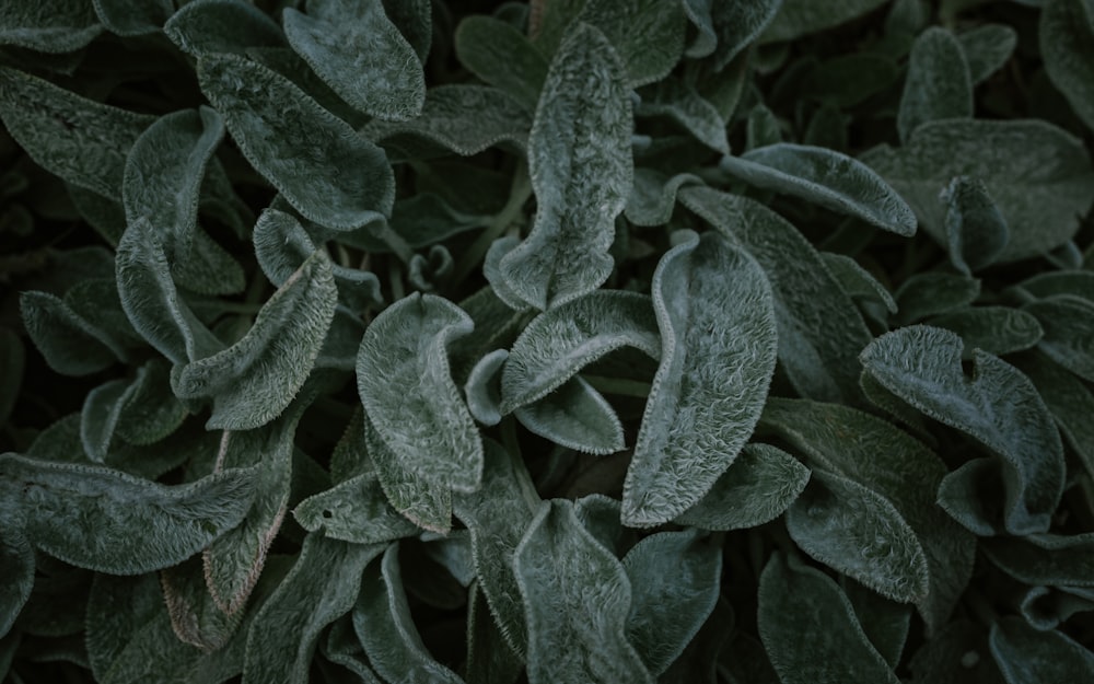 green leafed plant