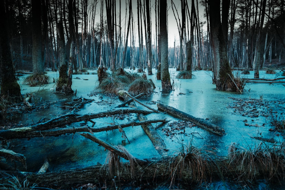 body of water surrounded with trees during daytime