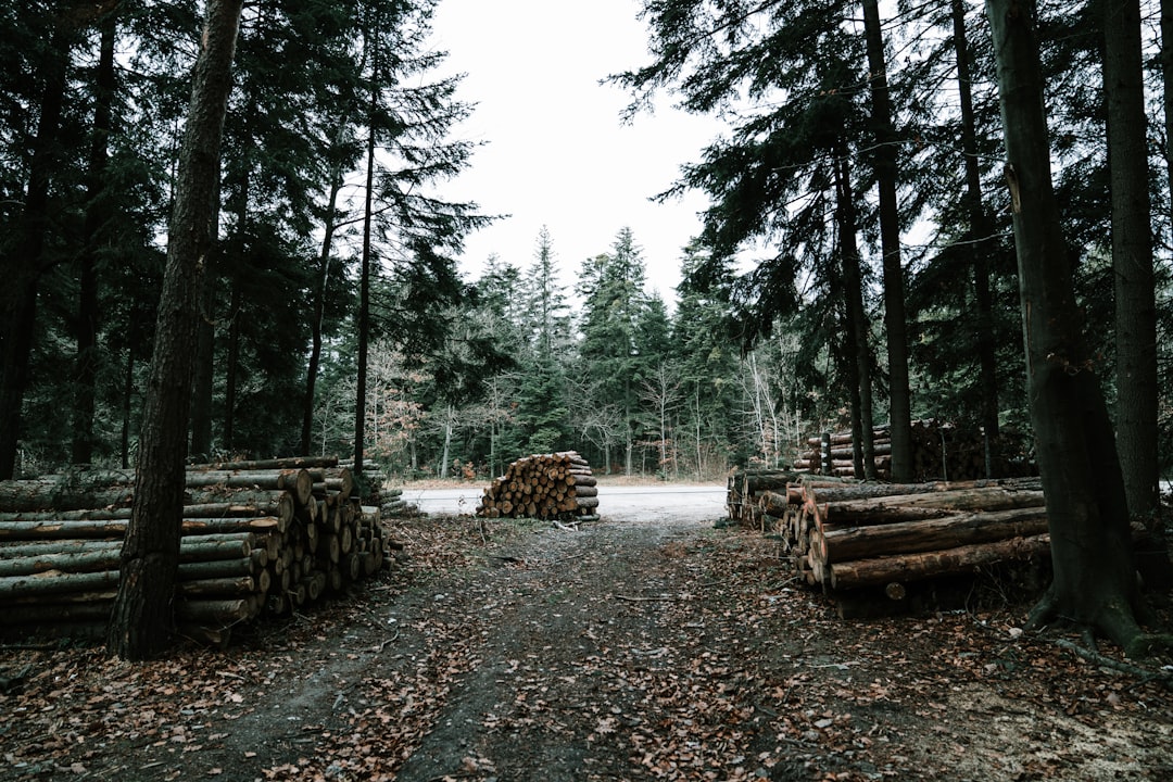 piles of logs along dirt pathway near highway