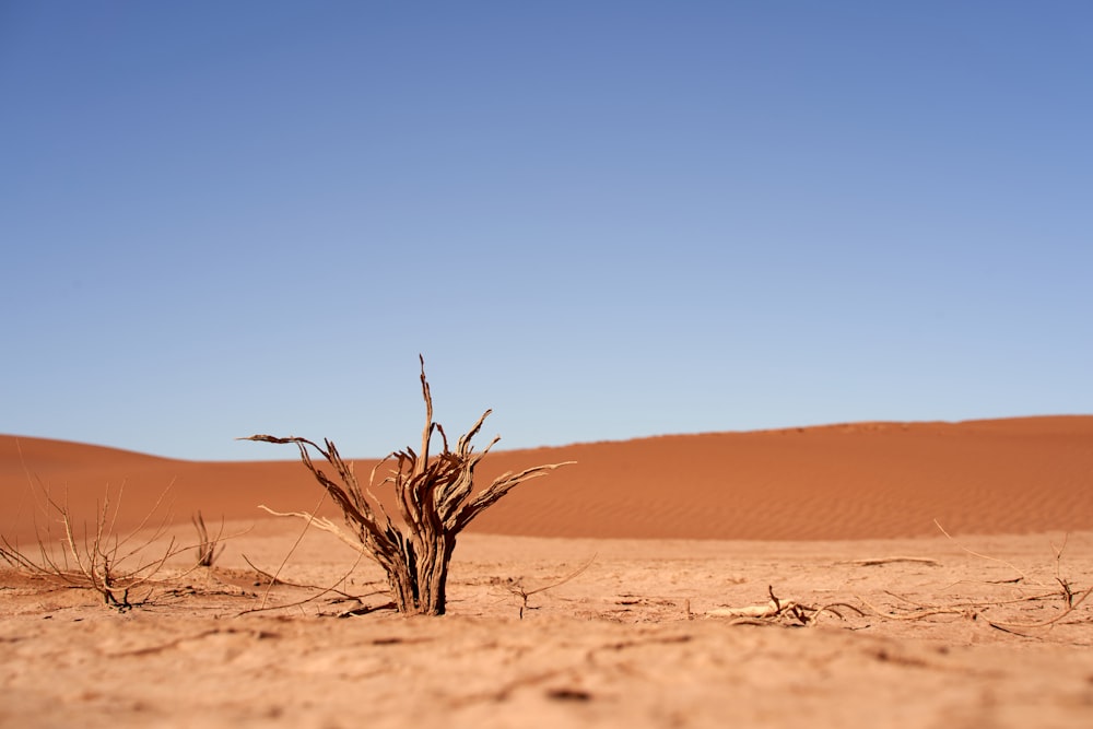 leafless plant on field