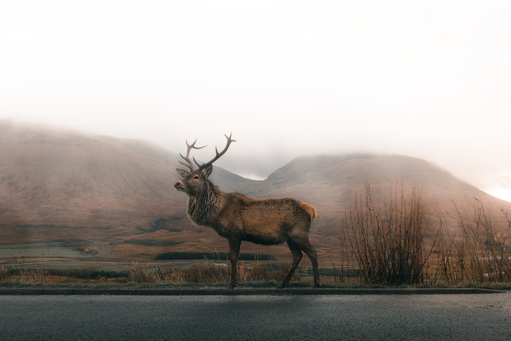 灰色の空の下の道路を走る茶色の鹿